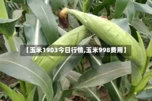 【玉米1903今日行情,玉米998费用】