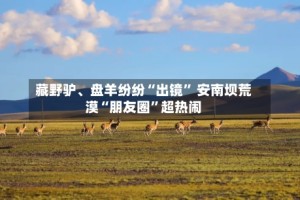 藏野驴、盘羊纷纷“出镜” 安南坝荒漠“朋友圈”超热闹