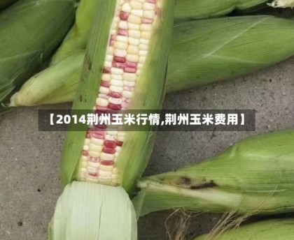 【2014荆州玉米行情,荆州玉米费用】