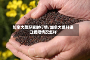 加拿大菜籽实时行情/加拿大菜籽进口受限情况怎样