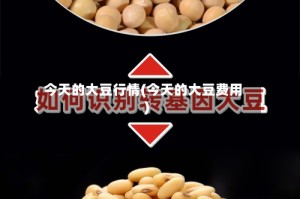 今天的大豆行情(今天的大豆费用)