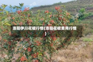 洛阳伊川花椒行情(洛阳花椒费用行情)