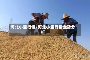 河北小麦行情/河北小麦行情走势分析