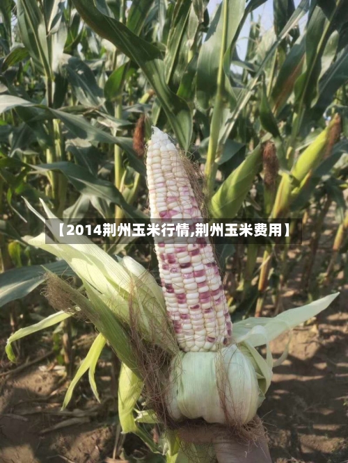【2014荆州玉米行情,荆州玉米费用】-第2张图片