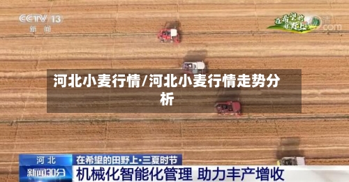 河北小麦行情/河北小麦行情走势分析-第3张图片