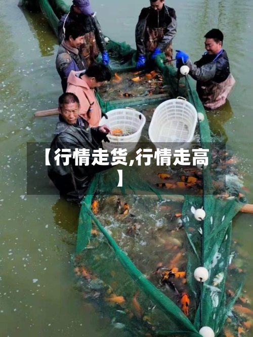 【行情走货,行情走高】-第1张图片