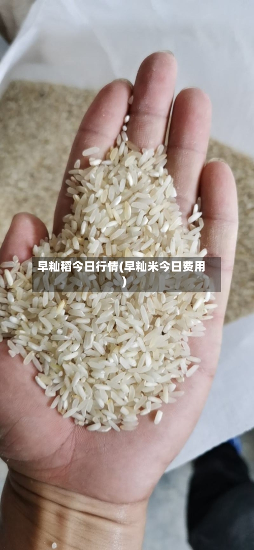 早籼稻今日行情(早籼米今日费用)-第2张图片