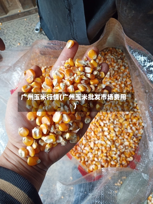 广州玉米行情(广州玉米批发市场费用)-第3张图片