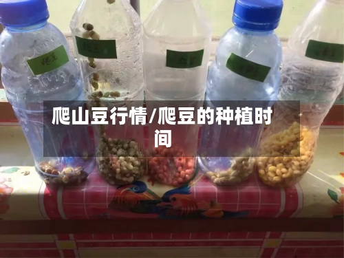爬山豆行情/爬豆的种植时间-第1张图片