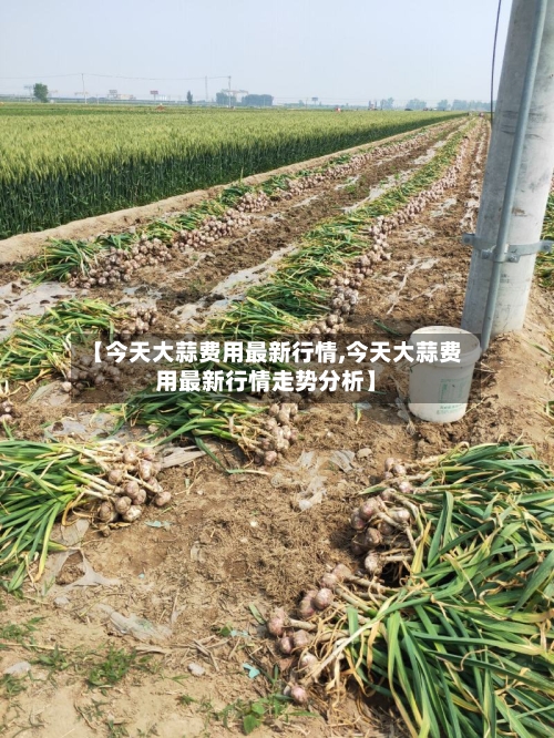 【今天大蒜费用最新行情,今天大蒜费用最新行情走势分析】-第2张图片