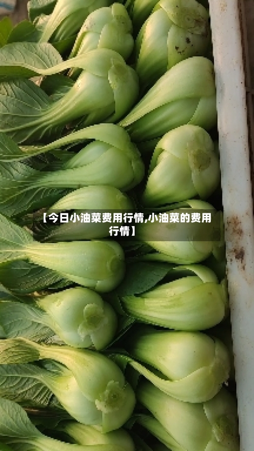 【今日小油菜费用行情,小油菜的费用行情】-第1张图片