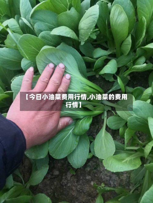 【今日小油菜费用行情,小油菜的费用行情】-第3张图片