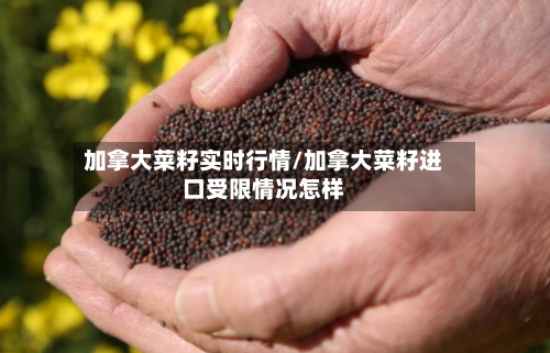 加拿大菜籽实时行情/加拿大菜籽进口受限情况怎样-第1张图片