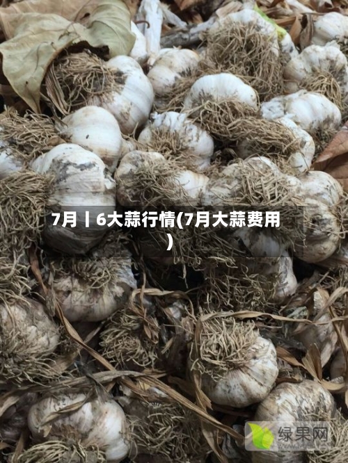 7月丨6大蒜行情(7月大蒜费用)-第1张图片