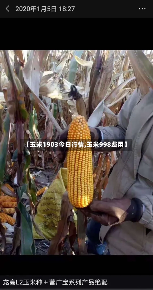 【玉米1903今日行情,玉米998费用】-第2张图片
