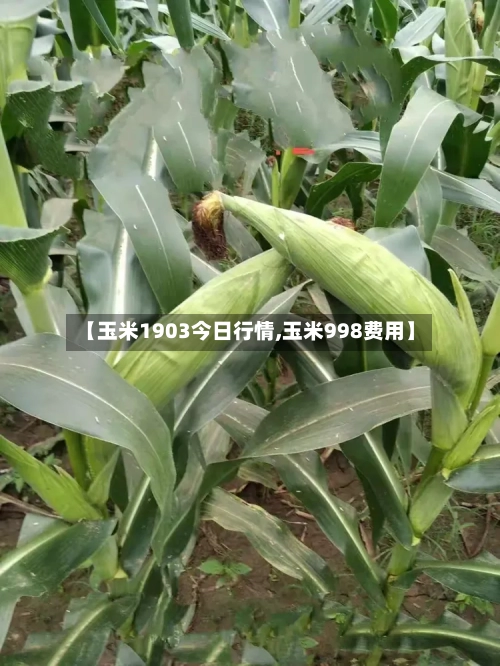 【玉米1903今日行情,玉米998费用】-第1张图片