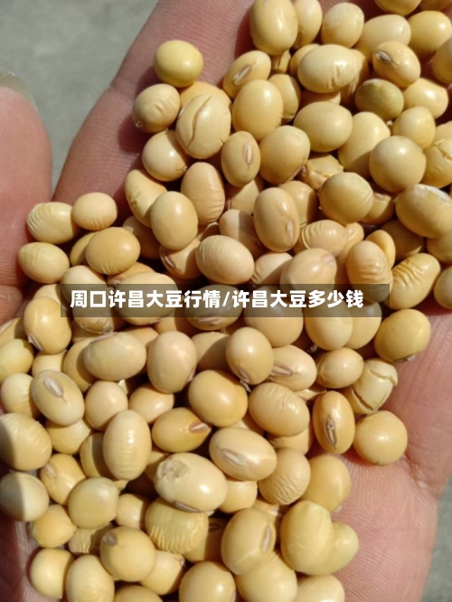 周口许昌大豆行情/许昌大豆多少钱-第1张图片