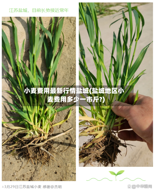小麦费用最新行情盐城(盐城地区小麦费用多少一市斤?)-第2张图片