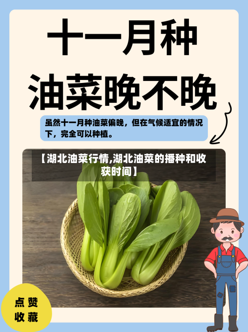 【湖北油菜行情,湖北油菜的播种和收获时间】-第2张图片