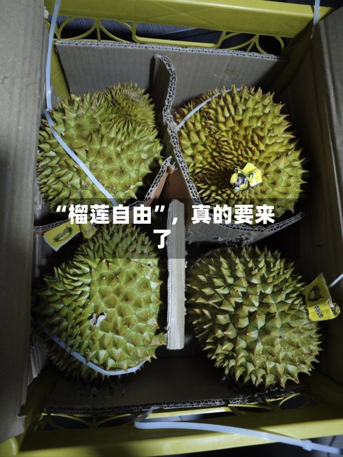 “榴莲自由”，真的要来了-第2张图片